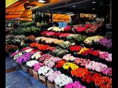 thriving floral business under