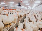 50+ years old poultry