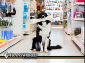 pet food supplies franchise