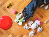highly profitable e-commerce pet