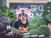 established grooming business