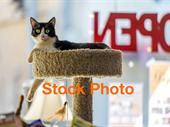 reputable pet shop with