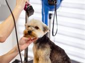 pet store grooming
