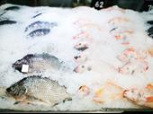 highly profitable semi-passive fish