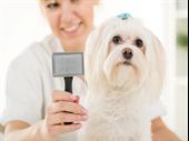 semi absentee dog grooming