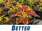 wholesale plants 45 years