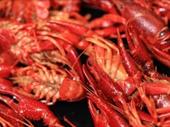 cajun asian franchise for