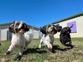 doggy day care grooming