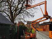 established tree surgery business
