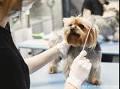 express sale pet grooming