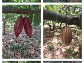 cacao plantation honduras