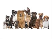established perth dog grooming