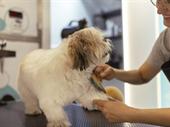 mobile pet grooming business