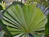 exotic wholesale nursery +