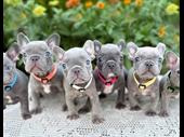 gorgeous french bulldog puppies