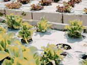 coming soon hobart-based hydroponic