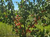 opportunity 115 hectares fruit