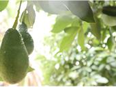 established agricultural enterprise rustenburg