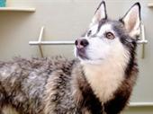well-established pet boarding franchise