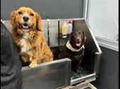 dog grooming salon pet