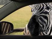 safari parkas fully operational