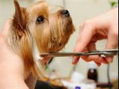 upscale dog daycare grooming