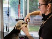 well-established pet grooming salon