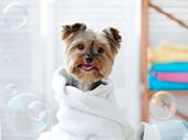 established dog grooming business
