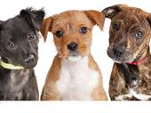 successful pet store for