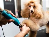 dog grooming salon absentee-owned