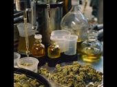 licensed operational cannabis cultivation