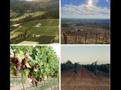 serbian vineyard winery for