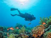 bali dive center for