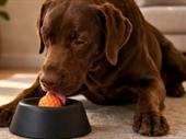 international dog toys pet