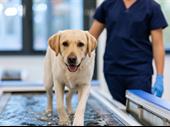 rural veterinary center for