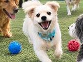 dog daycare grooming business