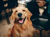 wellness-focused dog grooming membership