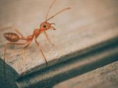 profitable relocatable ant farm