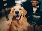 innovative wellness-focused dog grooming