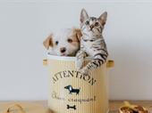 unique online pet store